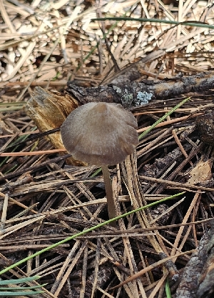  (Mycena sp. KMF115 - MO560241)  @11 [ ] CreativeCommons - Attribution Share-Alike (2024) Unspecified Arizona Mushroom Society