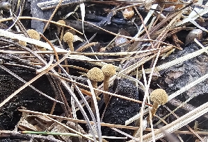 ( - MO574576)  @11 [ ] CreativeCommons - Attribution Share-Alike (2025) Unspecified Arizona Mushroom Society