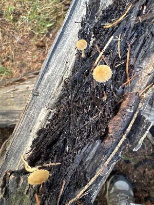  ( - MO585354)  @11 [ ] CreativeCommons - Attribution Share-Alike (2025) Unspecified Arizona Mushroom Society