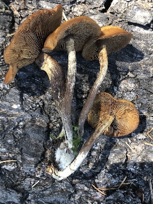  (Kuehneromyces lignicola - MO524240)  @11 [ ] CreativeCommons - Attribution Share-Alike (2023) Unspecified Arizona Mushroom Society