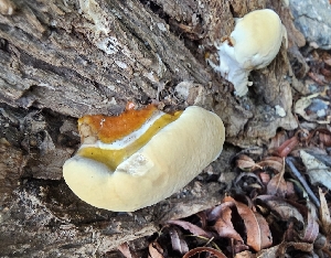  ( - MO555028)  @11 [ ] CreativeCommons - Attribution Share-Alike (2024) Unspecified Arizona Mushroom Society