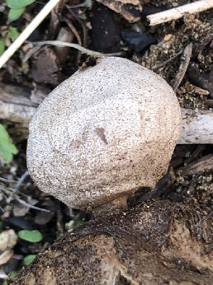  ( - MO546741)  @11 [ ] CreativeCommons - Attribution Share-Alike (2024) Unspecified Arizona Mushroom Society