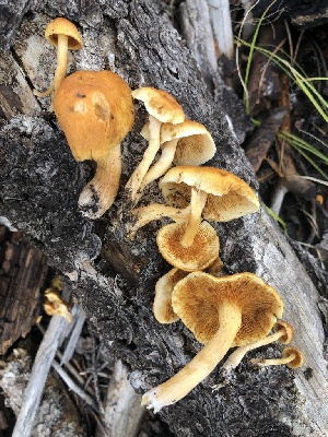  (Gymnopilus hybridus - MO468764)  @11 [ ] CreativeCommons - Attribution Share-Alike (2024) Unspecified Arizona Mushroom Society