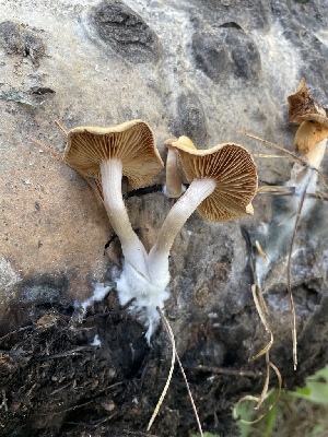  ( - MO568306)  @11 [ ] CreativeCommons - Attribution Share-Alike (2024) Unspecified Arizona Mushroom Society
