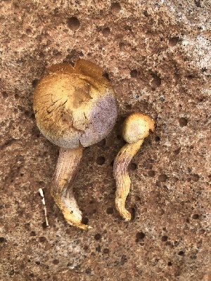  ( - MO527418)  @11 [ ] CreativeCommons - Attribution Share-Alike (2023) Unspecified Arizona Mushroom Society