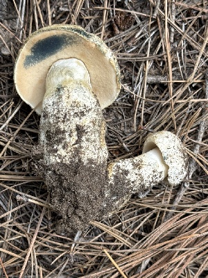  ( - MO558524)  @11 [ ] CreativeCommons - Attribution Share-Alike (2024) Unspecified Arizona Mushroom Society