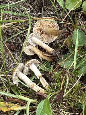  ( - MO585396)  @11 [ ] CreativeCommons - Attribution Share-Alike (2025) Unspecified Arizona Mushroom Society