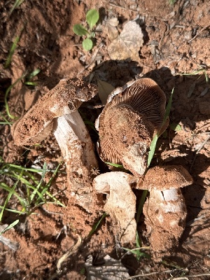  ( - MO600700)  @11 [ ] CreativeCommons - Attribution Share-Alike (2025) Unspecified Arizona Mushroom Society