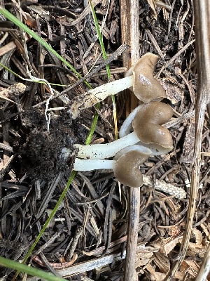  ( - MO571802)  @11 [ ] CreativeCommons - Attribution Share-Alike (2025) Unspecified Arizona Mushroom Society