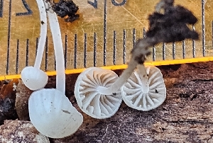  ( - MO558929)  @11 [ ] CreativeCommons - Attribution Share-Alike (2024) Unspecified Arizona Mushroom Society