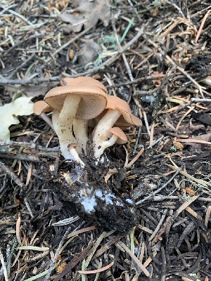  ( - MO563244)  @11 [ ] CreativeCommons - Attribution Share-Alike (2024) Unspecified Arizona Mushroom Society