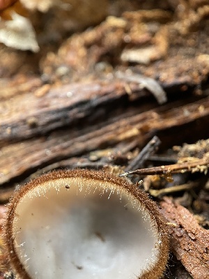  ( - MO568302)  @11 [ ] CreativeCommons - Attribution Share-Alike (2024) Unspecified Arizona Mushroom Society