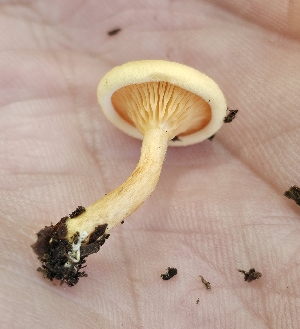  ( - MO555143)  @11 [ ] CreativeCommons - Attribution Share-Alike (2024) Unspecified Arizona Mushroom Society