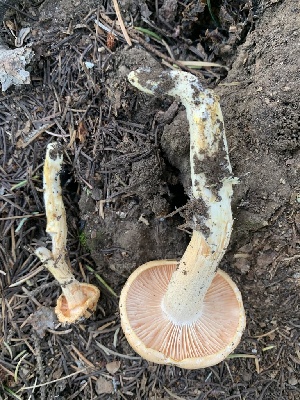  ( - MO561877)  @11 [ ] CreativeCommons - Attribution Share-Alike (2024) Unspecified Arizona Mushroom Society