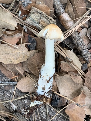  (Rhodocollybia sp. butyracea-BE88 - MO563052)  @11 [ ] CreativeCommons - Attribution Share-Alike (2024) Unspecified Arizona Mushroom Society