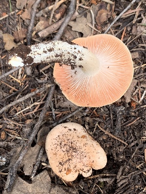  ( - MO563057)  @11 [ ] CreativeCommons - Attribution Share-Alike (2024) Unspecified Arizona Mushroom Society