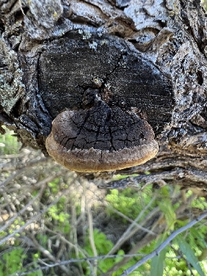  ( - MO546208)  @11 [ ] CreativeCommons - Attribution Share-Alike (2024) Unspecified Arizona Mushroom Society