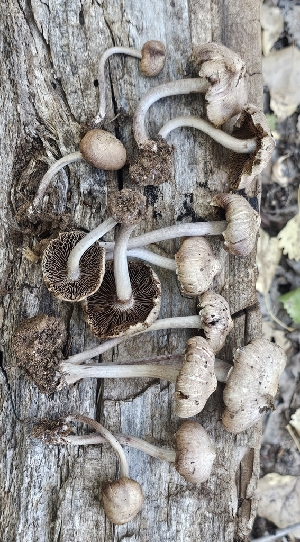  ( - MO561426)  @11 [ ] CreativeCommons - Attribution Share-Alike (2024) Unspecified Arizona Mushroom Society