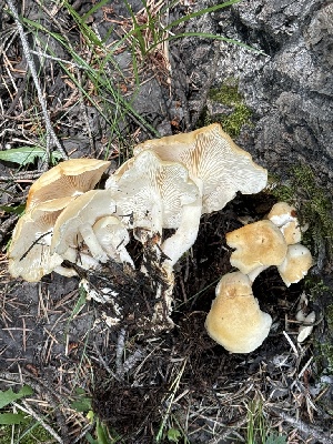  (Hypsizygus - MO555836)  @11 [ ] CreativeCommons - Attribution Share-Alike (2024) Unspecified Arizona Mushroom Society