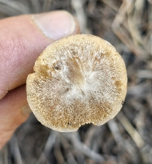  ( - MO555139)  @11 [ ] CreativeCommons - Attribution Share-Alike (2024) Unspecified Arizona Mushroom Society