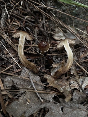  (Hebeloma mesophaeum - MO558900)  @11 [ ] CreativeCommons - Attribution Share-Alike (2024) Unspecified Arizona Mushroom Society