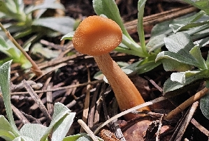  ( - MO560243)  @11 [ ] CreativeCommons - Attribution Share-Alike (2024) Unspecified Arizona Mushroom Society