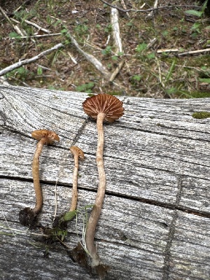  ( - MO582049)  @11 [ ] CreativeCommons - Attribution Share-Alike (2025) Unspecified Arizona Mushroom Society