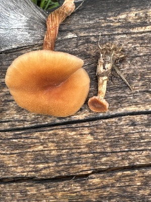  ( - MO585400)  @11 [ ] CreativeCommons - Attribution Share-Alike (2025) Unspecified Arizona Mushroom Society