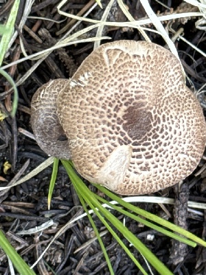  ( - MO555721)  @11 [ ] CreativeCommons - Attribution Share-Alike (2024) Unspecified Arizona Mushroom Society
