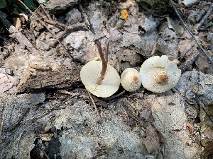  ( - MO561940)  @11 [ ] CreativeCommons - Attribution Share-Alike (2024) Unspecified Arizona Mushroom Society