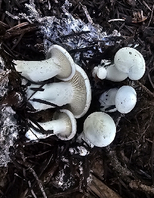  (Leucopaxillus - MO561421)  @11 [ ] CreativeCommons - Attribution Share-Alike (2024) Unspecified Arizona Mushroom Society