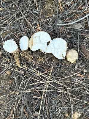  (Lycoperdon sp. TAC675 - MO554625)  @11 [ ] CreativeCommons - Attribution Share-Alike (2024) Unspecified Arizona Mushroom Society