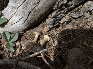  (Infundibulicybe cf. squamulosa - MO553672)  @11 [ ] CreativeCommons - Attribution Share-Alike (2024) Unspecified Arizona Mushroom Society
