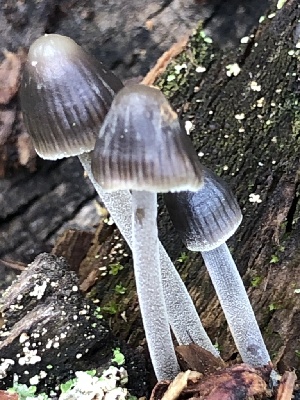  (Mycena cf. amicta - MO502128)  @11 [ ] CreativeCommons  Attribution Non-Commercial Share-Alike (2022) Unspecified AMS