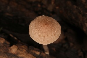  (Psathyrella luteopallida - MO506017)  @11 [ ] CreativeCommons  Attribution Non-Commercial Share-Alike (2022) Unspecified AMS