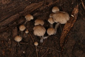  (Psathyrella sp. V141 - MO506029)  @11 [ ] CreativeCommons  Attribution Non-Commercial Share-Alike (2022) Unspecified AMS