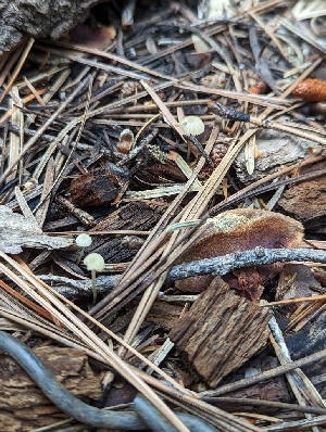  (Hemimycena sp. GEM9 - MO545916)  @11 [ ] CreativeCommons - Attribution Share-Alike (2024) Unspecified Arizona Mushroom Society