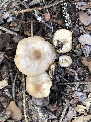  ( - MO528718)  @11 [ ] CreativeCommons - Attribution Share-Alike (2023) Unspecified Arizona Mushroom Society