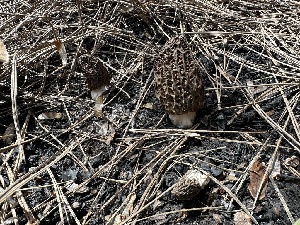  ( - MO571797)  @11 [ ] CreativeCommons - Attribution Share-Alike (2025) Unspecified Arizona Mushroom Society