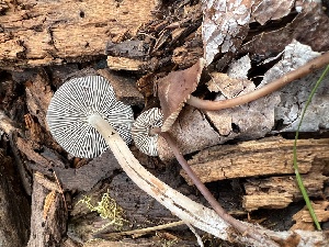  (Mycena cf. maculata - MO525122)  @11 [ ] CreativeCommons - Attribution Share-Alike (2023) Unspecified Arizona Mushroom Society