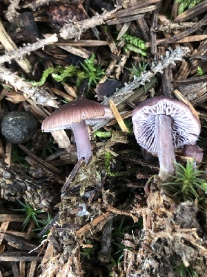  ( - MO528443)  @11 [ ] CreativeCommons - Attribution Share-Alike (2023) Unspecified Arizona Mushroom Society