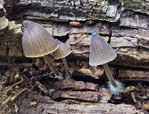  (Mycena sp. IN31 - MO555140)  @11 [ ] CreativeCommons - Attribution Share-Alike (2024) Unspecified Arizona Mushroom Society