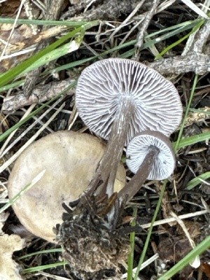  ( - MO555723)  @11 [ ] CreativeCommons - Attribution Share-Alike (2024) Unspecified Arizona Mushroom Society