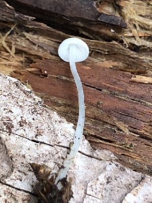  (Hemimycena sp. TAC557 - MO527427)  @11 [ ] CreativeCommons - Attribution Share-Alike (2023) Unspecified Arizona Mushroom Society