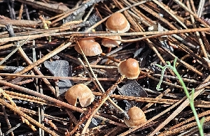  (Gymnopus sp. KMF105 - MO558977)  @11 [ ] CreativeCommons - Attribution Share-Alike (2024) Unspecified Arizona Mushroom Society