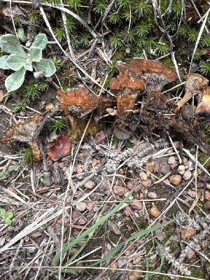  ( - MO585423)  @11 [ ] CreativeCommons - Attribution Share-Alike (2025) Unspecified Arizona Mushroom Society