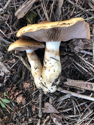  (Cortinarius variosimilis - MO469027)  @11 [ ] CreativeCommons - Attribution Share-Alike (2024) Unspecified Arizona Mushroom Society