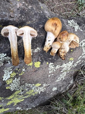  ( - MO585382)  @11 [ ] CreativeCommons - Attribution Share-Alike (2025) Unspecified Arizona Mushroom Society