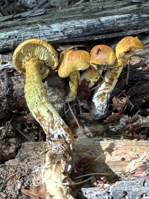  ( - MO582048)  @11 [ ] CreativeCommons - Attribution Share-Alike (2025) Unspecified Arizona Mushroom Society