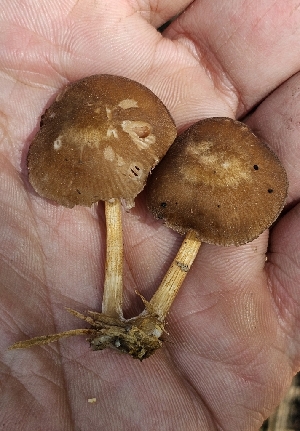  (Pluteus sp. KMF76 - MO555147)  @11 [ ] CreativeCommons - Attribution Share-Alike (2024) Unspecified Arizona Mushroom Society